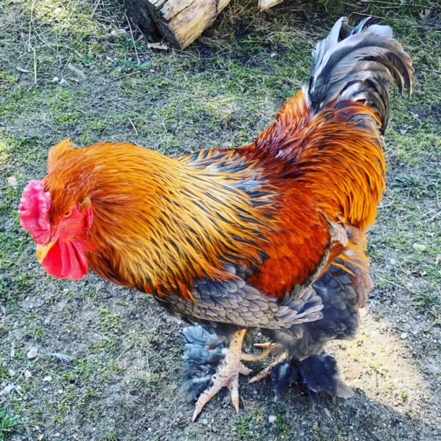 Mein Hahn